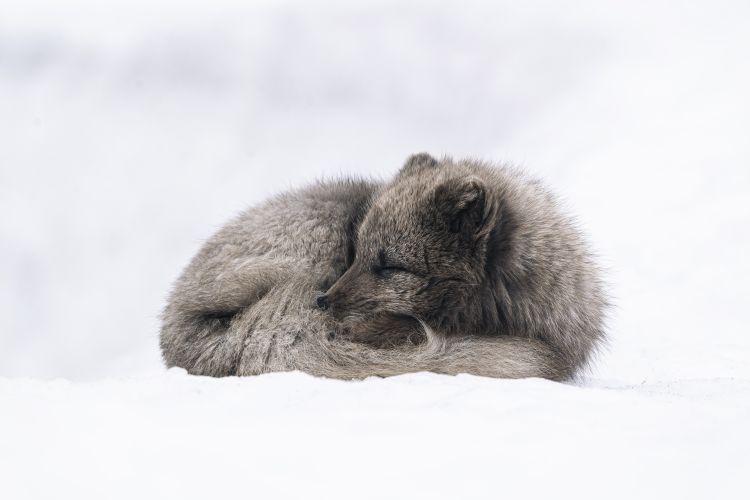 روباه سفید و خاکستری زیبا خوابیده روی برف 1