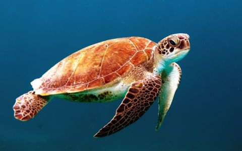عکس لاکپشت در حال شنا در دریا 1