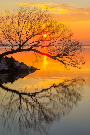 غروب آفتاب پشت درخت و در افق دریا و هوای نارنجی 1