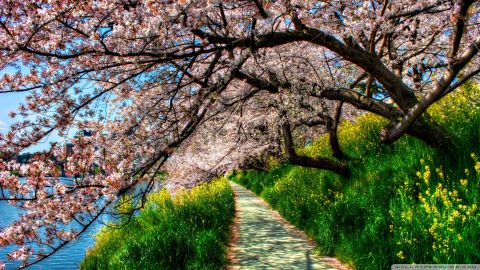 مسیر سبز در کنار درختان با گل های بهاری 1