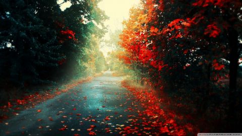 جاده قرمز پاییزی 1