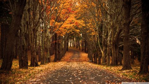تصویر جاده پاییزی پر از برگ زرد درختان 1