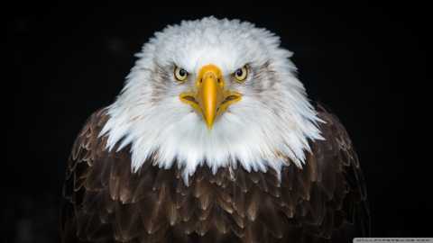 عقاب طاس آمریکایی 1