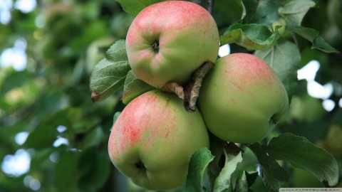 درخت سیب با سیب سبز 1