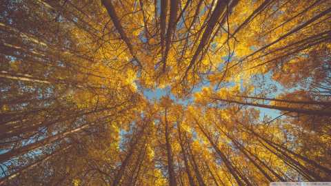 جنگل Aspen پاییز زرد ... 1