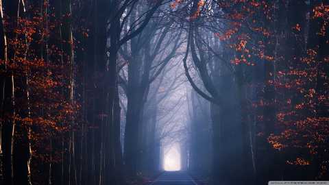 جاده ، درختان ، مه ، فصل پاییز 1