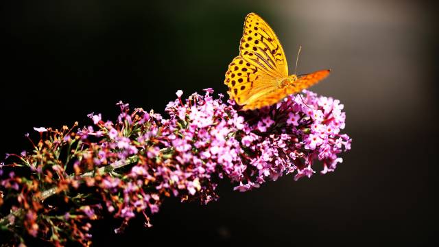 پروانه در تصاویر پس زمینه Lavender 2k Quad HD 1