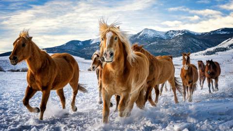 اسب هایی که در برف 4k Ultra HD Wallpaper می دوند 1