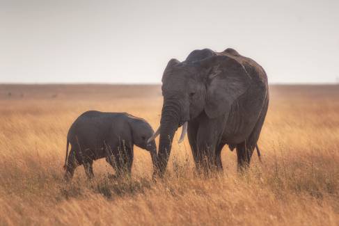 تصاویر پس زمینه فیل مادر و کودک 1