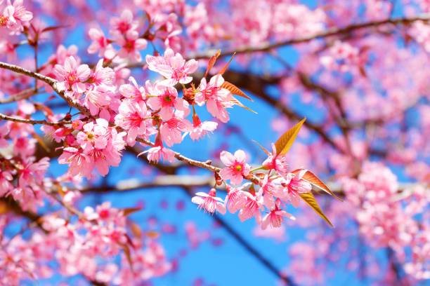 درختان گلدار شاخه های عکس گل ساکورا  گل ، بارگیری تصویر زمینه تصویر زمینه شکوفه های گیلاس در رایانه رومیزی ، تبلت 1