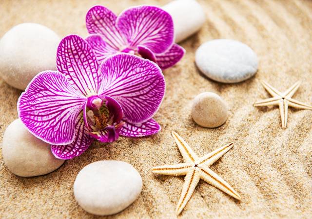 Orchid Stones عکس گلهای شن و ماسه دریایی گل ، ارکیده ، سنگ ، ستاره تصویر زمینه دریا دانلود تصویر تصویر بر روی رایانه رومیزی ، قرص 1