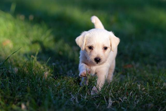 عکس سگها Labrador Retriever توله سگ سفید علف های حیوانات بوکه حیوانات ، سگ ها ، توله سگها ، پس زمینه تاریک تصویر زمینه بارگیری تصویر در رایانه رومیزی ، قرص 1