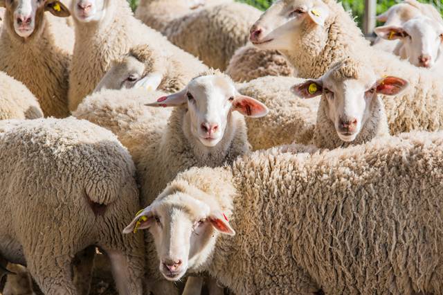 عکس حیوانات گله گوسفندان  بارگیری تصویر زمینه حیوانات روی رایانه رومیزی ، تبلت 1