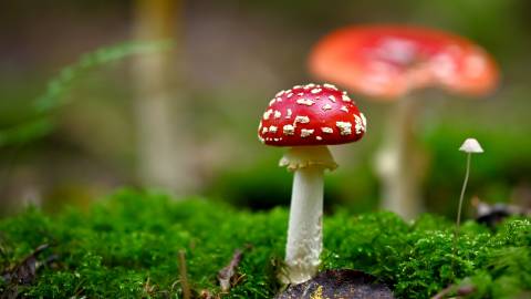 Amanita Mushrooms nature Closeup عکس طبیعت خزه  بارگیری تصویر زمینه در رایانه رومیزی ، تبلت 1