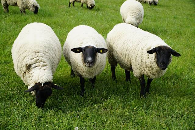 عکس حیوانات چمن گوسفند  بارگیری تصویر زمینه حیوانات روی رایانه رومیزی ، تبلت 1