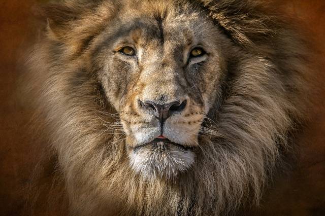 Lions Closeup Snout Glance عکس حیوانات  حیوان ، شیر ، خیره کننده بارگیری تصویر تصویر بر روی رایانه رومیزی ، قرص 1