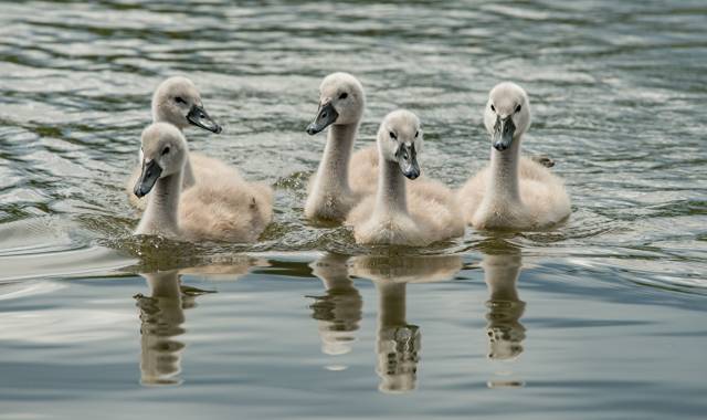 پرندگان Nestling Water Swans Swans عکس حیوانات  حیوان ، پرنده ، قو ، شنا ، شنا تصویر زمینه برای بارگیری تصویر در رایانه رومیزی ، قرص 1