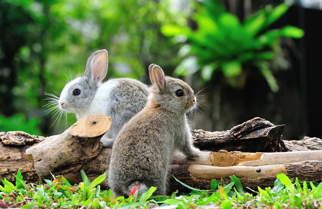 عکس خرگوش ها بوکه دو عکس چوب حیوانات  حیوان ، خرگوش ، 2 ، تاری تصویر زمینه پس زمینه دانلود تصویر در رایانه رومیزی ، قرص 1