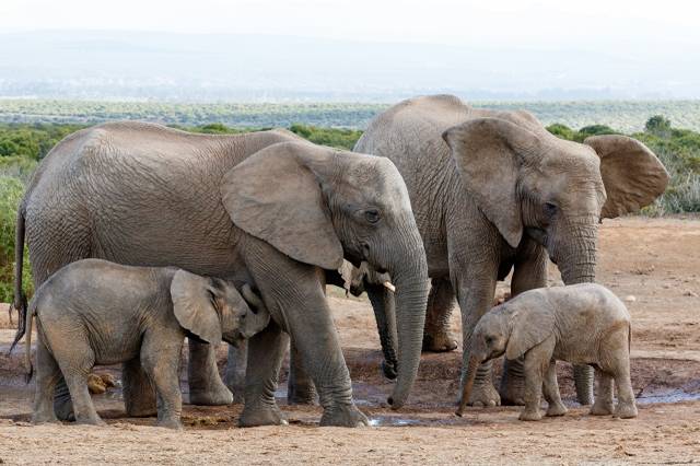 عکس حیوانات خانوادگی توله های فیل  بارگیری تصویر زمینه حیوانات ، فیلها در رایانه رومیزی ، تبلت 1