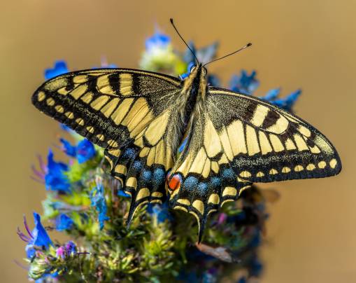 عکس پروانه ها نزدیک عکس Papilio machaon حیوانات  حیوان ، تصویر زمینه پروانه بارگیری تصویر در رایانه رومیزی ، قرص 1