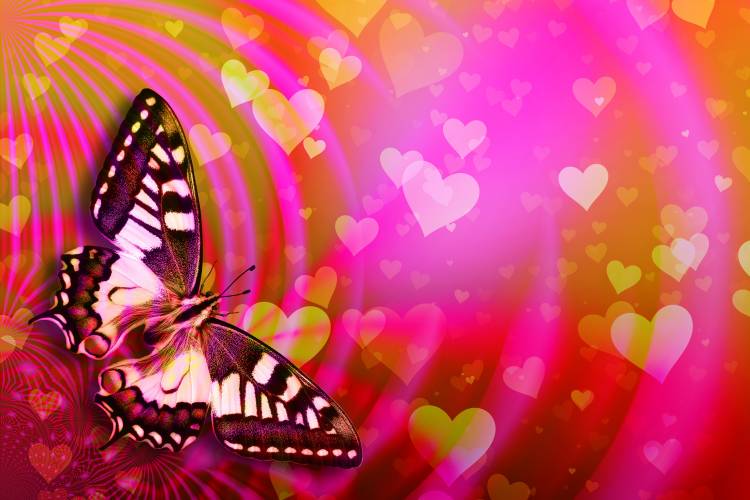 عکس پروانه های روز ولنتاین Papilio machaon عکس حیوانات قلب  حیوان ، تصویر زمینه پروانه بارگیری تصویر در رایانه رومیزی ، قرص 1