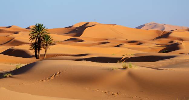 کویر مراکش Erg Chebbi Sand Palms Footprints عکس طبیعت  دانلود تصویر زمینه درختان خرما بر روی رایانه رومیزی ، قرص 1