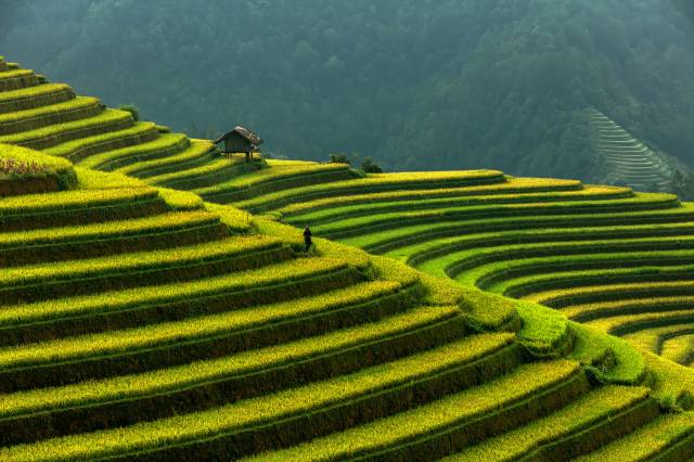 کوههای ویتنام Fields Fields Mu Cang Chai، تراسهای برنجی عکس طبیعت  بارگیری تصویر زمینه کوهی روی رایانه رومیزی ، تبلت 1