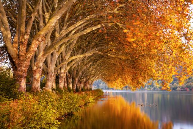 رودخانه های پاییزی درختان انعکاس شاخه ها عکس طبیعت رودخانه ، بارگیری تصویر زمینه تصویر بارگیری شده در رایانه رومیزی ، تبلت 1