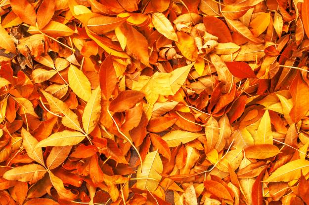عکس طبیعت شاخ و برگ پاییز بافت  بارگیری تصویر زمینه برگ روی رایانه رومیزی ، تبلت 1