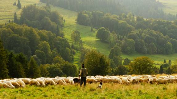 عکس حیوانات گله گوسفندان گوسفند  حیوانات ، تصویر زمینه Meadow 1