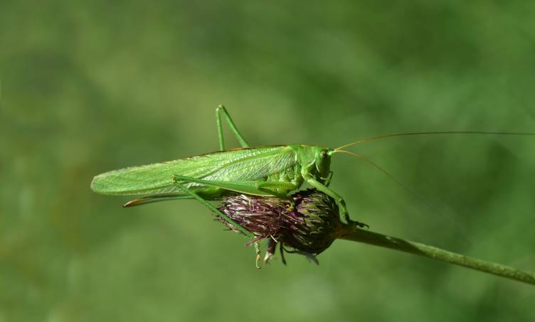 عکس حیوانات سبز بوکه حشرات Grasshoppers  حیوان ، تصویر زمینه پس زمینه تار 1