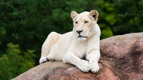 Lioness Stones دراز کشیده عکس حیوانات سفید  حیوانات ، سنگ ، تخمگذار ، تصویر زمینه تصویربرداری 1