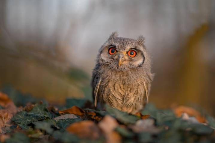 عکس Owls Birds Ptilopsis leucotis عکس حیوانات بوکه  حیوان ، پرنده ، جغد ، خیره ، تاری تصویر زمینه تصویر زمینه 1