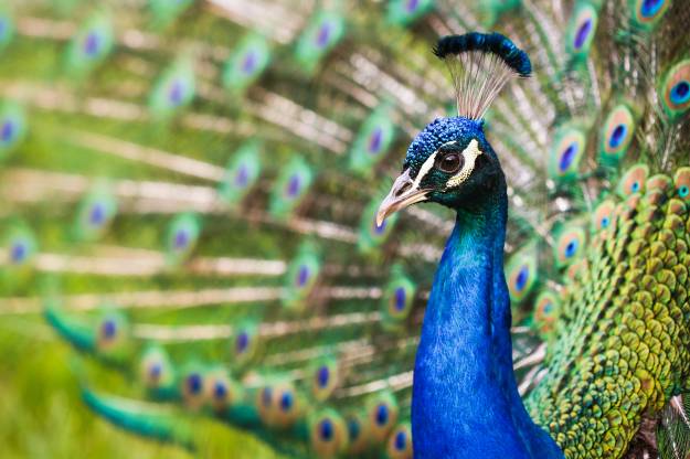 عکس حیوانات منقار نزدیک طاووس  تصویر زمینه حیوانات ، طاووس 1