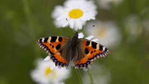 عکس پروانه ها نزدیک حیوانات لاک پشت کوچک  حیوانات ، تصویر زمینه پروانه 1
