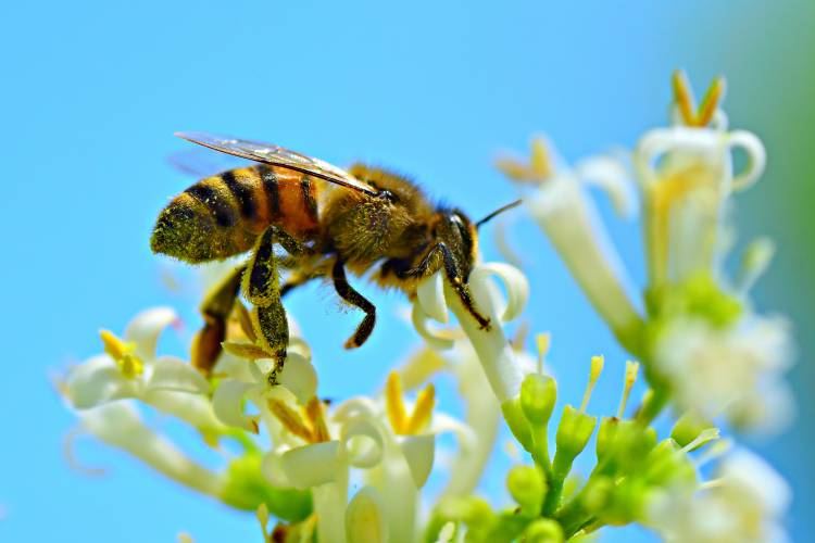 عکس حیوانات از نزدیک حشرات زنبورها  تصویر زمینه حیوانات 1