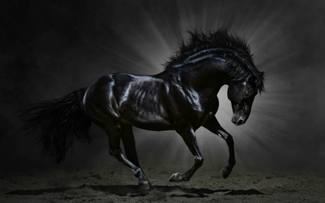 عکس پرتوهای اسب از حیوانات سیاه حیوان ، تصویر زمینه اسب 1
