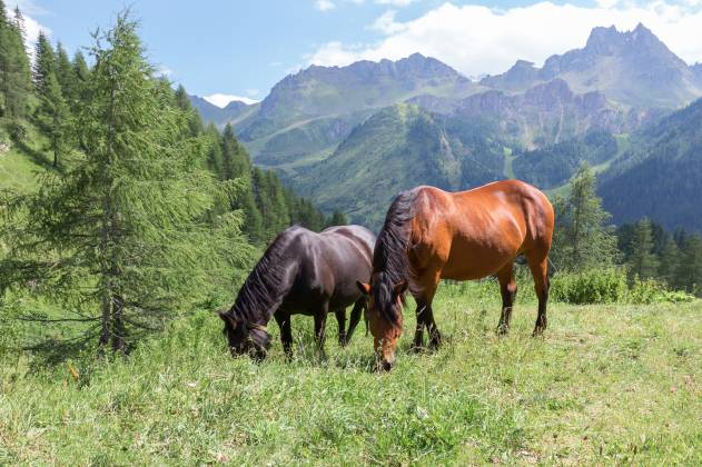 عکس کوههای اسب علف دو حیوان  حیوان ، اسب ، کوه ، 2 تصویر زمینه 1