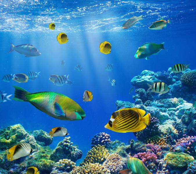 عکس زیر آب دنیای مرجانهای ماهی حیوانات  تصویر زمینه حیوانات 1