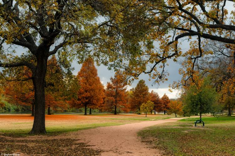 پارک های ایالات متحده آمریکا پاییز شمال جورج تاون درختان تگزاس عکس طبیعت  تصویر زمینه پارک 1