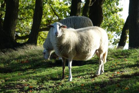 عکس گوسفند چمن دو حیوان  حیوانات ، 2 تصویر زمینه 1