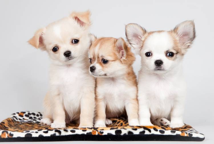 عکس سگها Chihuahua Puppy Three 3 Glance Animals  حیوان ، سگ ، خیره ، تصویر زمینه توله سگ 1