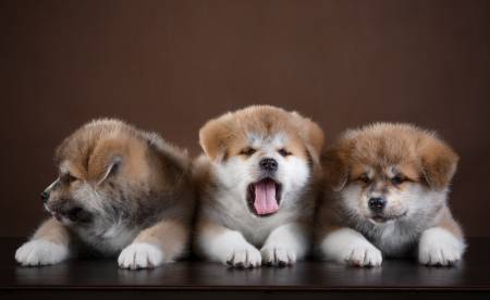 توله سگ سگ Akita ناز زبان خمیازه پنجه سه 3 حیوان عکس  حیوان ، سگ ، توله سگ ، خمیازه ، خمیازه ، دوست داشتنی ، شیرین ، تصویر زمینه زیبا 1