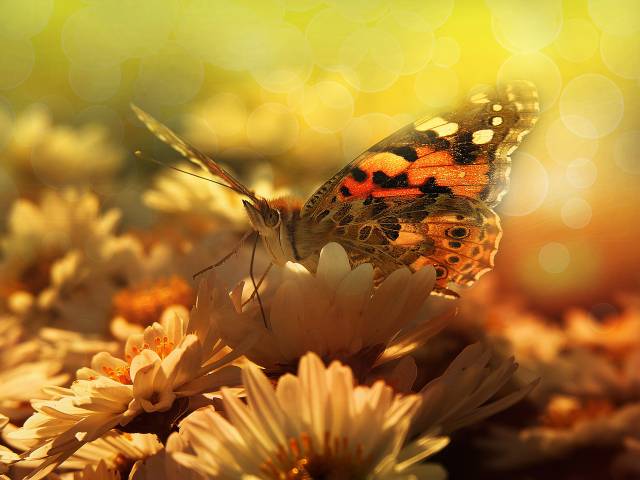 عکس پروانه ها نزدیک حیوانات لاک پشت کوچک  حیوانات ، تصویر زمینه پروانه 1