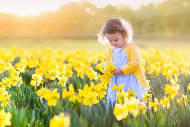 Fields Daffodils دختران کوچک عکس کودکان  کودک ، تصویر زمینه نرگس 1
