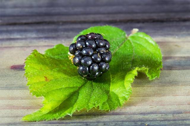 Blackberry Closeup عکس شاخ و برگ برگ  تصویر زمینه برگ 1