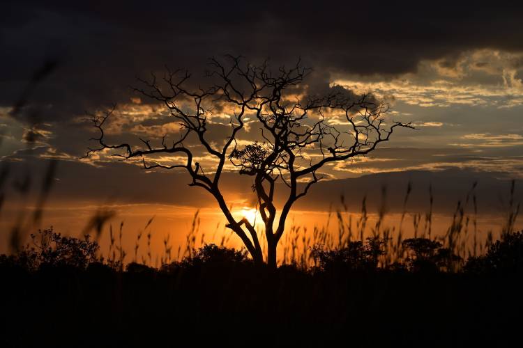طلوع و غروب آفتاب تانزانیا ابرها درختان شاخه ها سیلوئت عکس طبیعت  طلوع و غروب خورشید ، سایه تصویر تصویر زمینه 1
