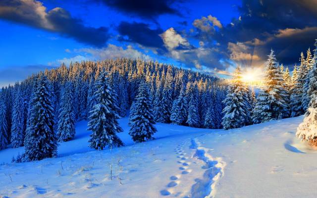 طلوع و غروب خورشید جنگل های زمستان پرتوهای برف نور طبیعت صنوبر تصویر زمینه جنگل ، طلوع و غروب خورشید 1