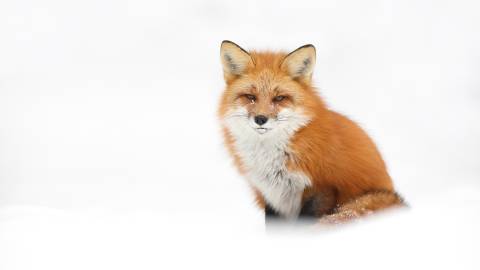 روباهها زمینه سفید رنگ زنجبیل نگاه نگاهی عکس حیوانات حیوان ، خیره ، تصویر زمینه نارنجی قرمز 1