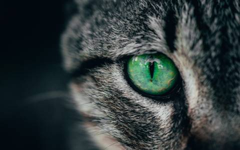 عکس چشم حیوانات گربه نزدیک  حیوان ، تصویر زمینه گربه 1